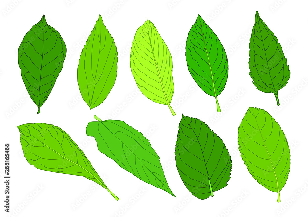 Green Leaves fresh abstract isolated on white background illustration vector Green Leaves fresh abstract isolated on white background illustration vector
