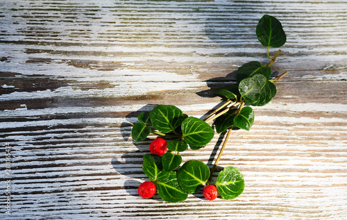 Bright colorful autumnberries with green leaves covered with dew on a white wooden old cracked background. Autumn natural background. photo