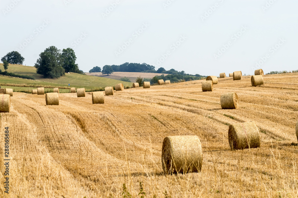 Fields of haystacks in the countryside of Gérouville near Virton