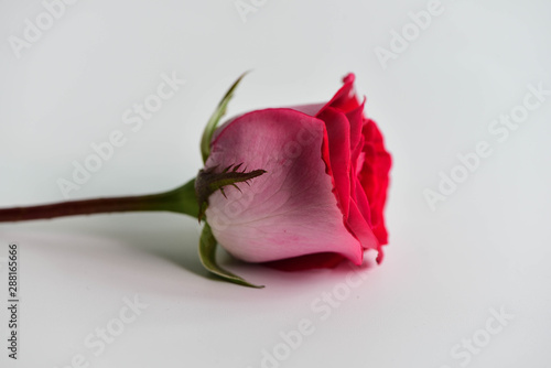 Red rose on white and black background/lovers