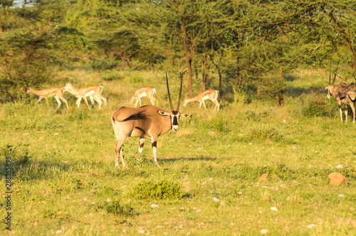 Orix with impalas in the savannah