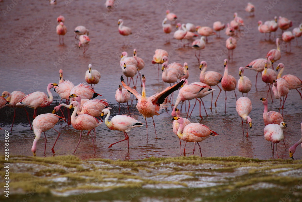 Colorful flamingos (Phoenicopterus ruber) feeding on the waters of the lake. Laguna Colorda, Potosi region in Boliviao
