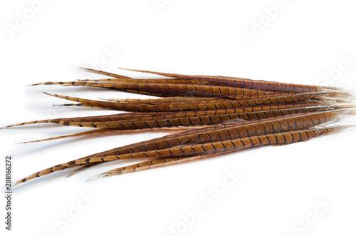 long pheasant feathers on a white background