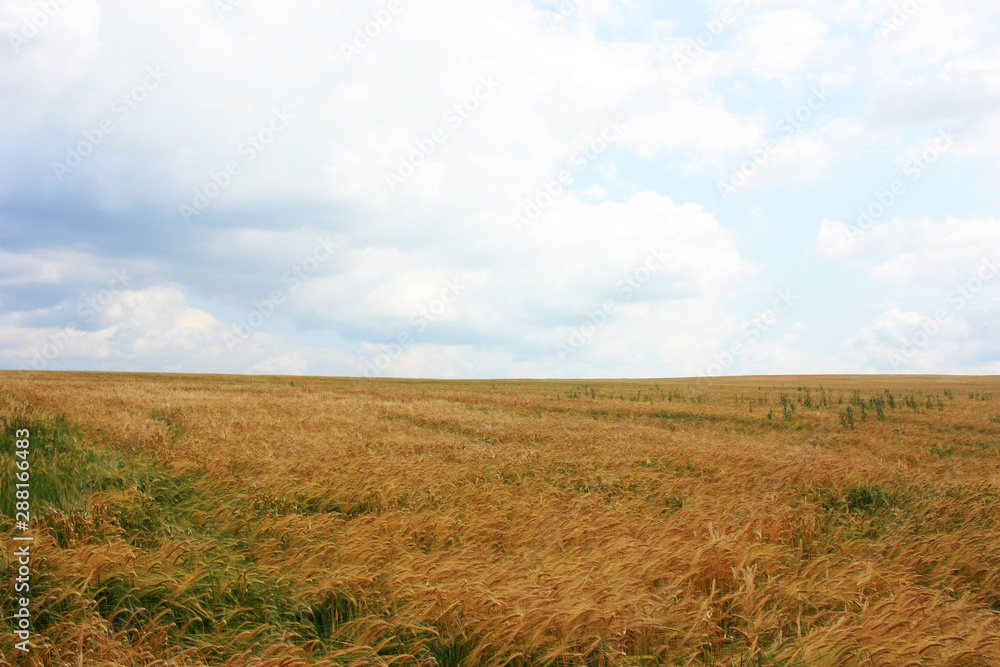 Field of ripe ears of rye Field of ripe ears of rye