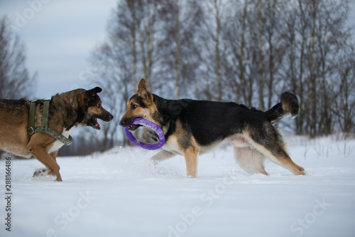 View at a two dogs at walk in park in winter