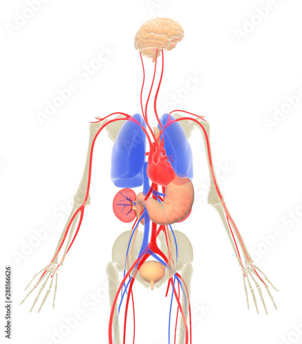 3d illustration of the internal organs of the human body with bright colors, image isolated on white background