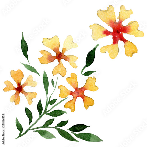 Ornament floral botanical flowers. Watercolor background illustration set. Isolated flower illustration element.