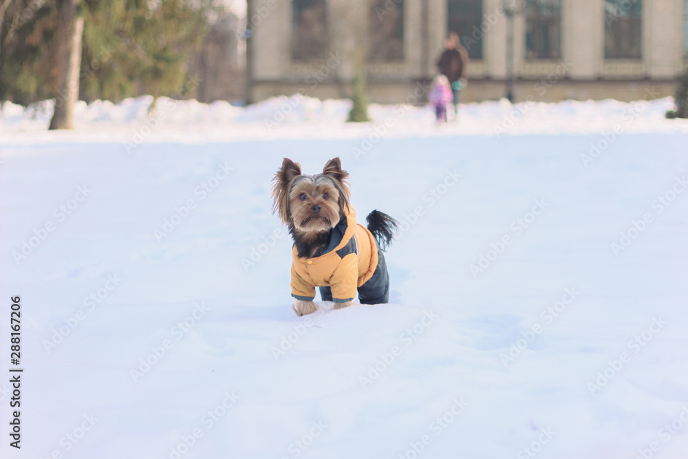 Yorkshire Terrier on a walk in a winter park. faithful loyal friend Yorkshire Terrier on a walk in a winter park. faithful loyal friend