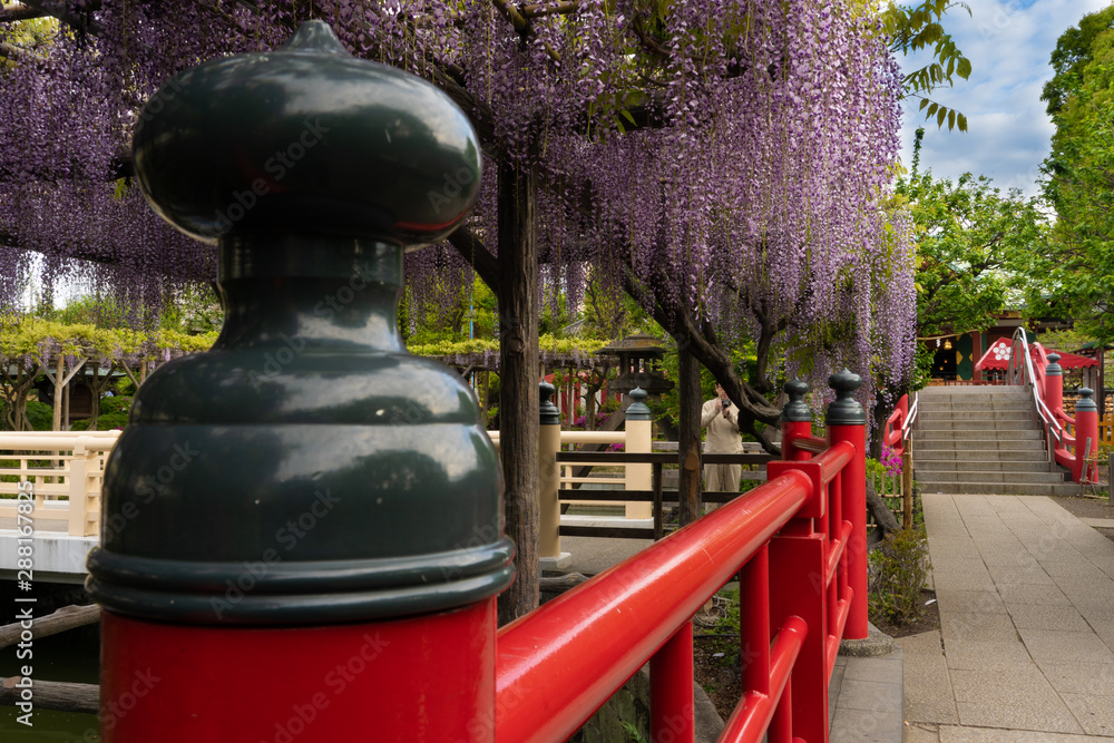 亀戸天神の藤の花