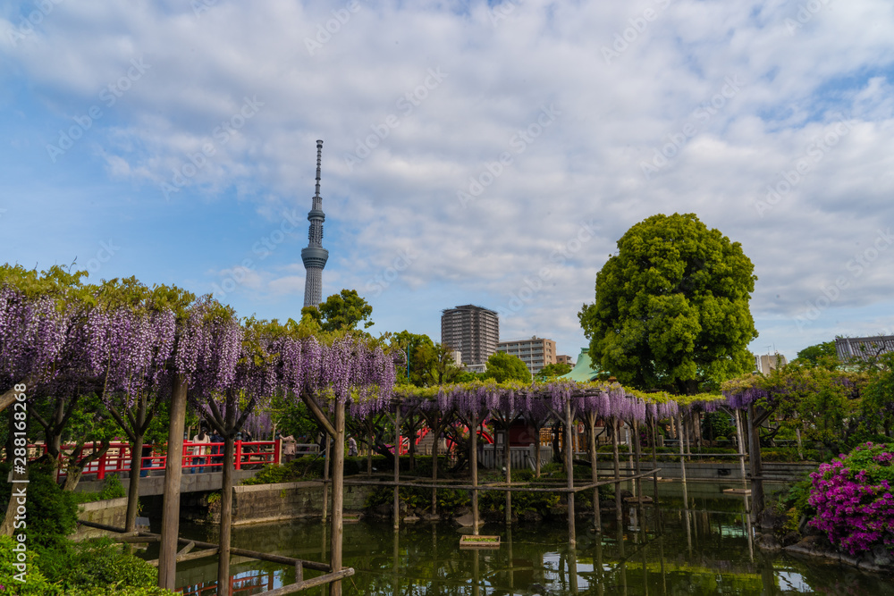 亀戸天神の藤の花