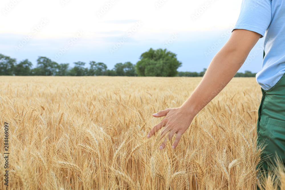Male farmer in wheat field - obrazy, fototapety, plakaty 