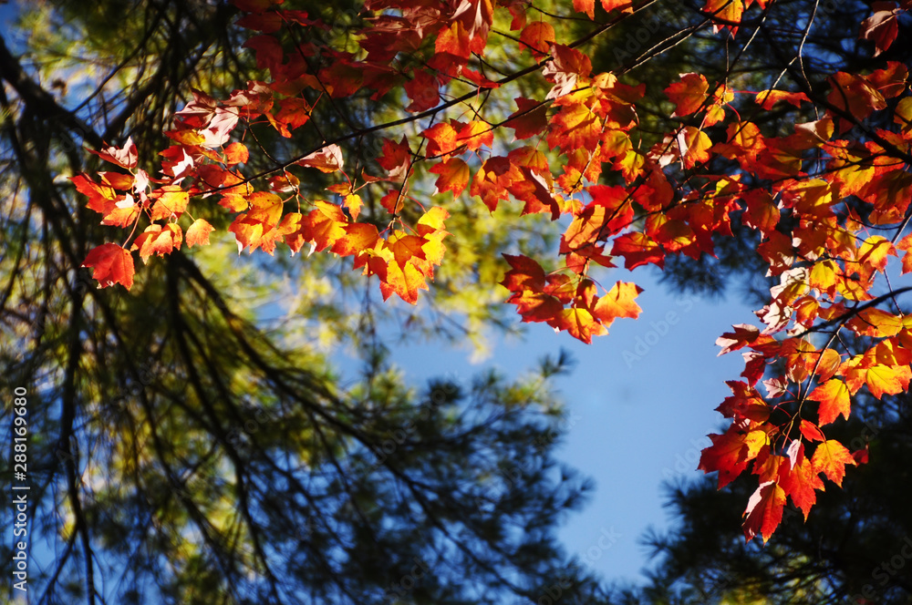 Plexus of branches of red maple and conifers in the autumn forest against the sky. Autumn natural background. Plexus of branches of red maple and conifers in the autumn forest against the sky. Autumn natural background.