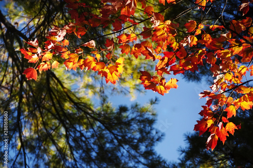 Plexus of branches of red maple and conifers in the autumn forest against the sky. Autumn natural background.