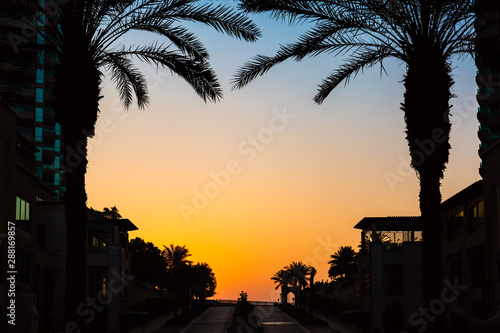 Tropical Palm Trees Silhouettes during sunset. Travel background. Dubai, United Arab Emirates © Nikolay N. Antonov