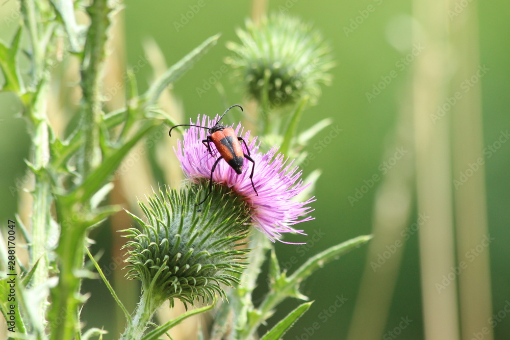 Fototapeta premium A bug in close up in SOuth of France