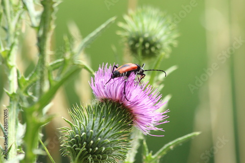 A bug in close up in SOuth of France