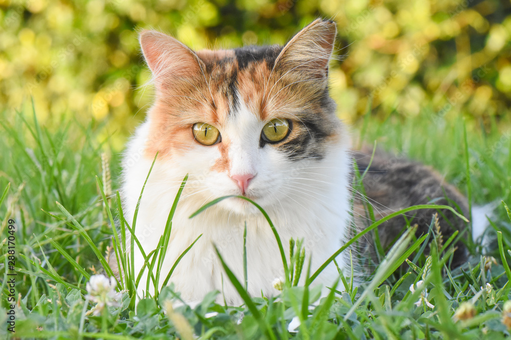 Beautiful cat with green eyes sitting on grass