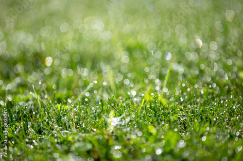Bright green grass with drops of dew, beautiful bokeh