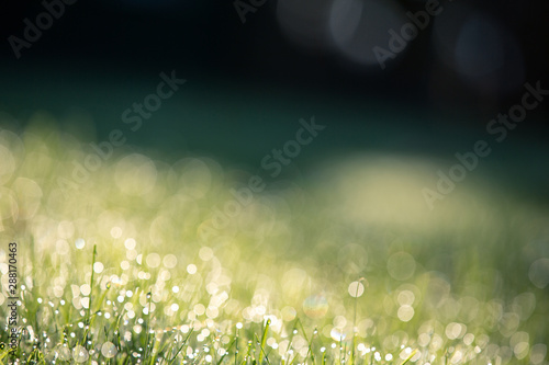 Bright green grass with drops of dew, beautiful bokeh, early morning. © Olga