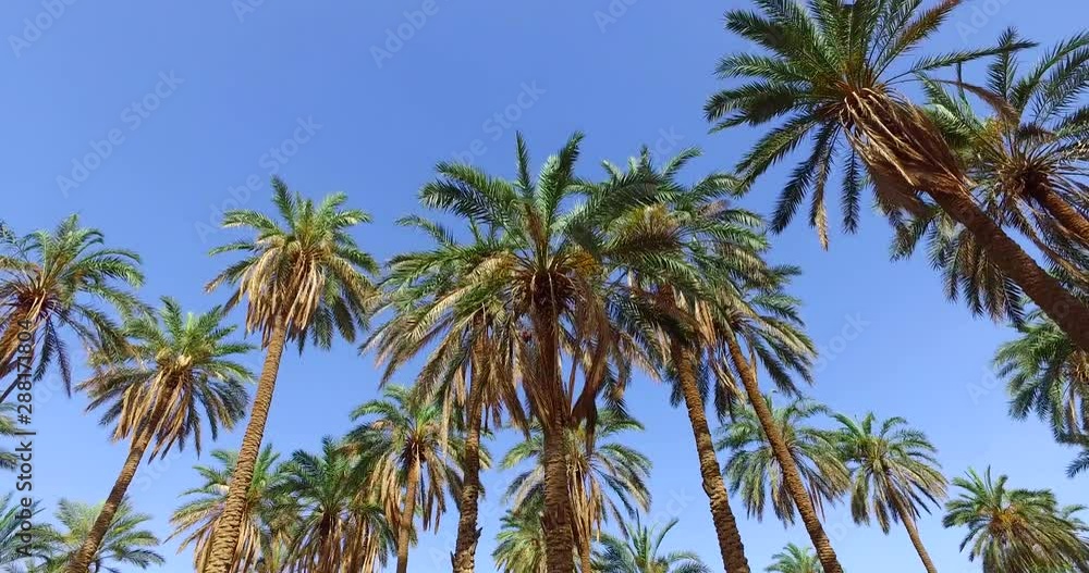 Green Jungle Trees and Palms Against Blue Sky and Shining Sun. Travel Vacation Nature Concept. Look Up View in Tropical Forest Background. 4K Steadycam Footage. Green Jungle Trees and Palms Against Blue Sky and Shining Sun. Travel Vacation Nature Concept. Look Up View in Tropical Forest Background. 4K Steadycam Footage.