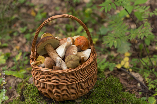 Mushrooms porcini in the wicker basket. Natural, forest. 