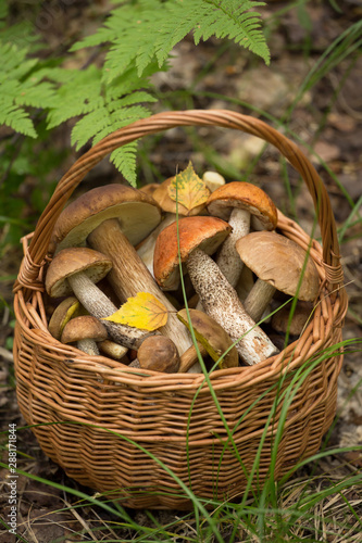 Edible mushrooms porcini in the basket in forest close up
