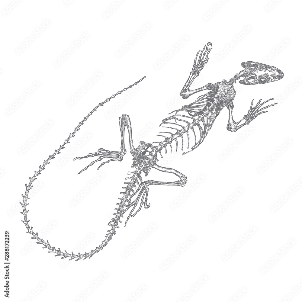 Iguana lizard skeleton and skull. Stylized drawing of lizard bones