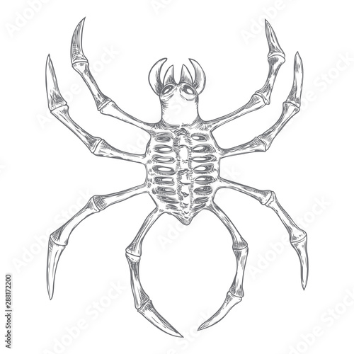 Black spider close up, big scary spider isolated, poisonous insect , arachnophobia background, drawing tattoo design. Drawn witchcraft, voodoo magic attribute. Illustration for Halloween. Vector.