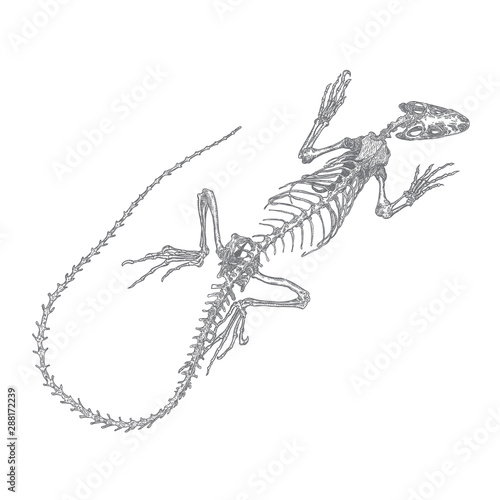Iguana  lizard skeleton and skull. Stylized drawing of lizard bones. Decorative drawn skeleton. Witchcraft, voodoo magic attribute. Illustration for Halloween. Vector