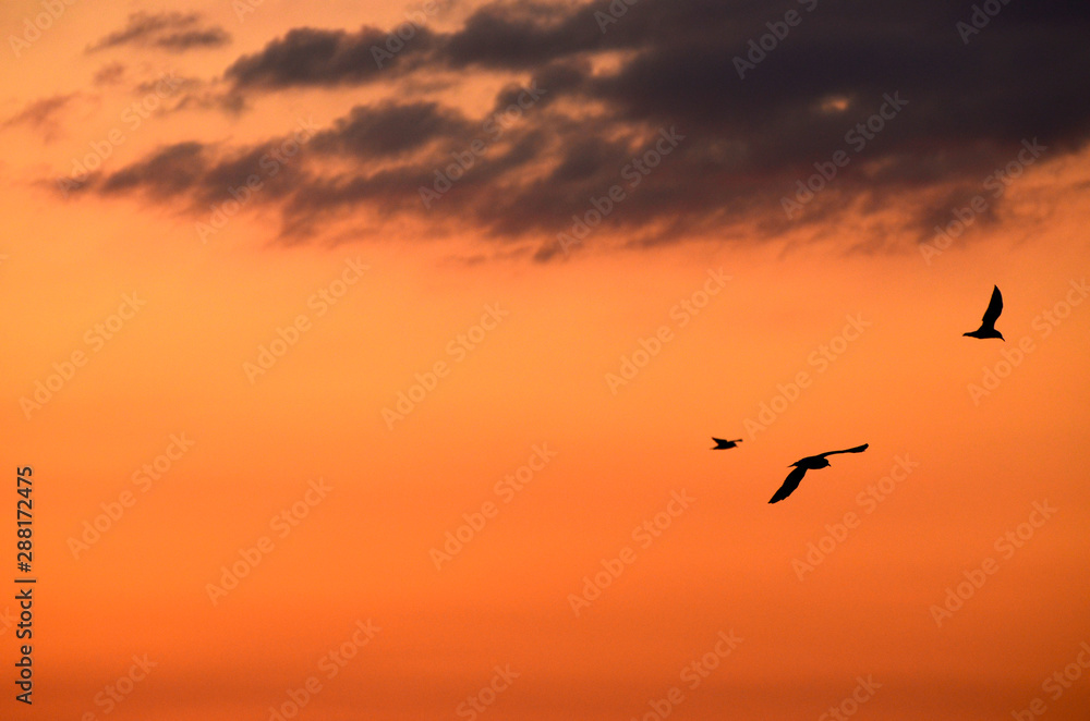 Evening sunset sky with birds silhouettes,photo