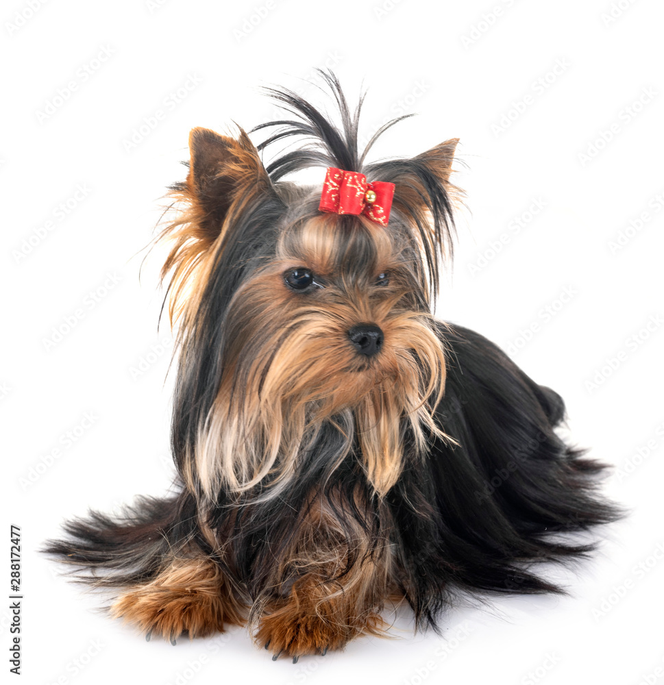 young yorkshire terrier young yorkshire terrier