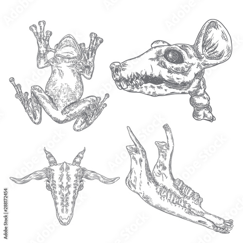 Set of reptile frog, toad, rat skull, goat or sheep jaw bone, goat head. Stylized drawing of decorative drawn witchcraft, voodoo magic attribute. Illustration for Halloween. Vector