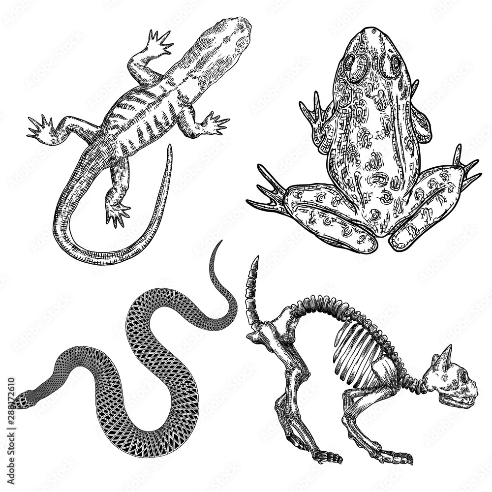 Magic animal elements set. Hand drawn sketch for magician collection. Witchcraft spell symbols, cat skeleton, reptile frog, toad, lizard and snake. Vector. Magic animal elements set. Hand drawn sketch for magician collection. Witchcraft spell symbols, cat skeleton, reptile frog, toad, lizard and snake. Vector.