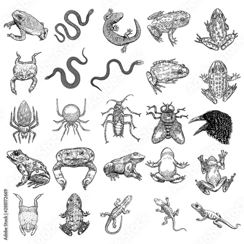 Magic animal elements set. Hand drawn sketch for magician collection. Witchcraft spell symbols, reptile frog, toad, lizard and snake, spider, fly insect, crow, raven bird, cockroach. Vector.