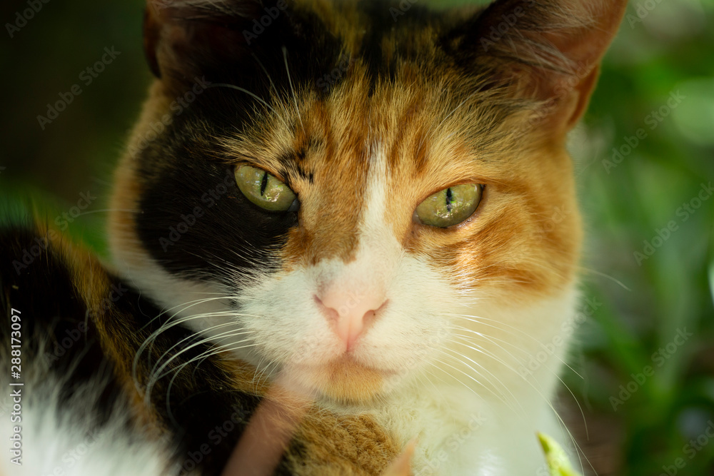 cat portrait smile cat beauty at tree natural leaf