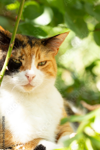 cat portrait smile cat beauty at tree natural leaf