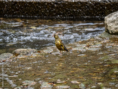 Oriental, or grey-capped, greenfinch in a shallow river 7 © Hanstography