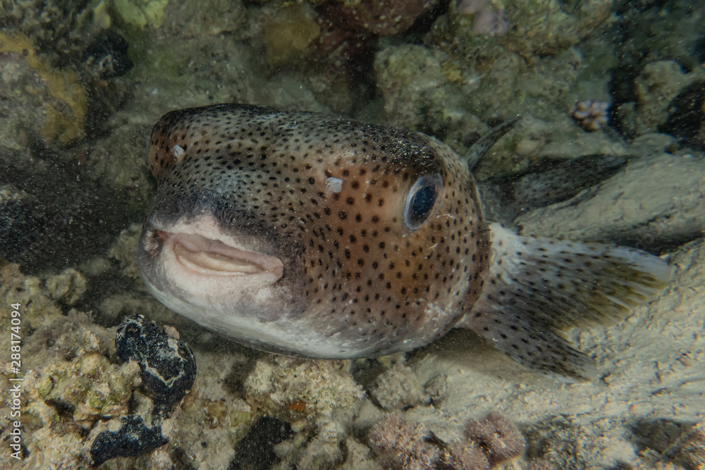 Fish swim in the Red Sea, colorful fish, Eilat Israel