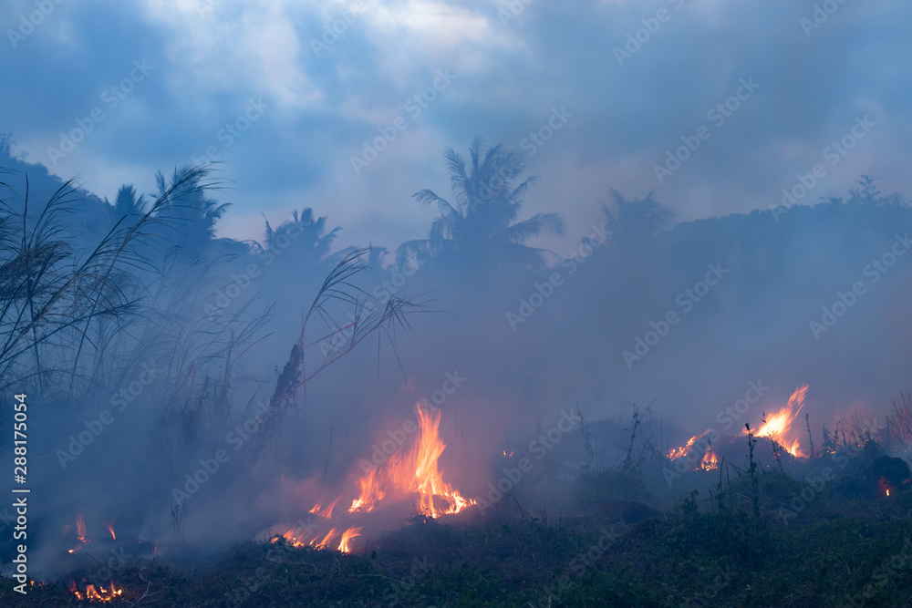 Forest fire at night. Bushes are burning, the air is polluted with smoke. Fire, close-up.