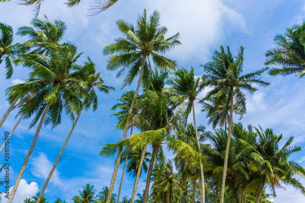 Exotic sea beach tropical island with coconut tree