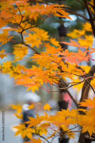 Yellow color maple leaves  in autumm season