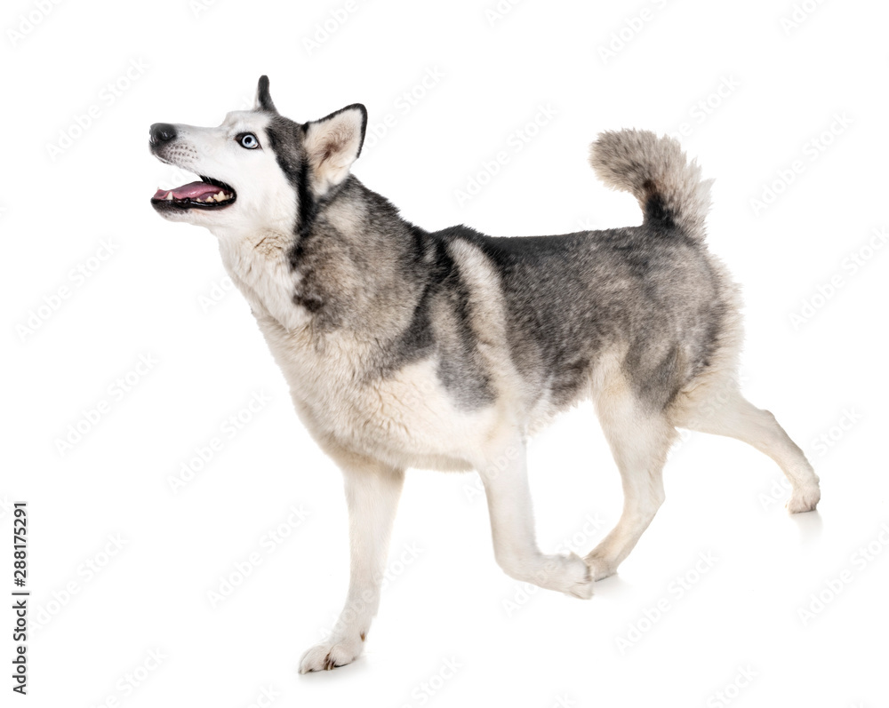 siberian husky in studio