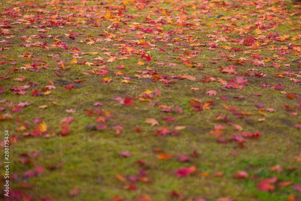 Maple leaves in autumm season