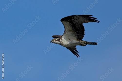 An osprey soars up in the clear sky.