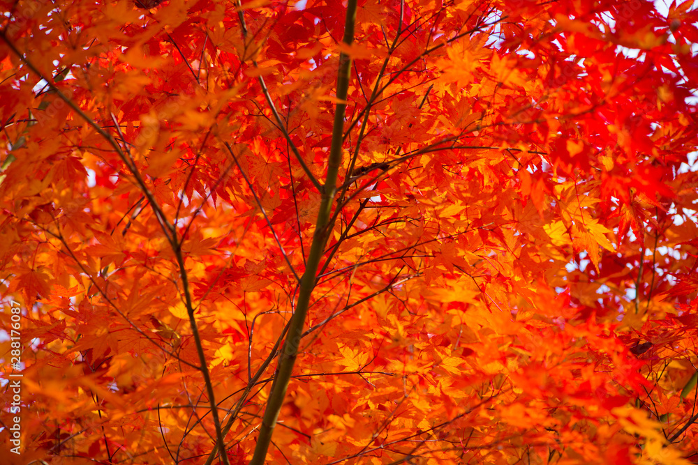 Red maple leaves in autumm season Red maple leaves in autumm season