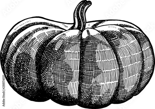 Image of a pumpkin in the technique of hatching