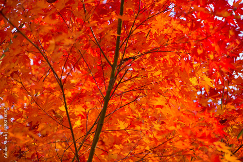 Red maple leaves in autumm season