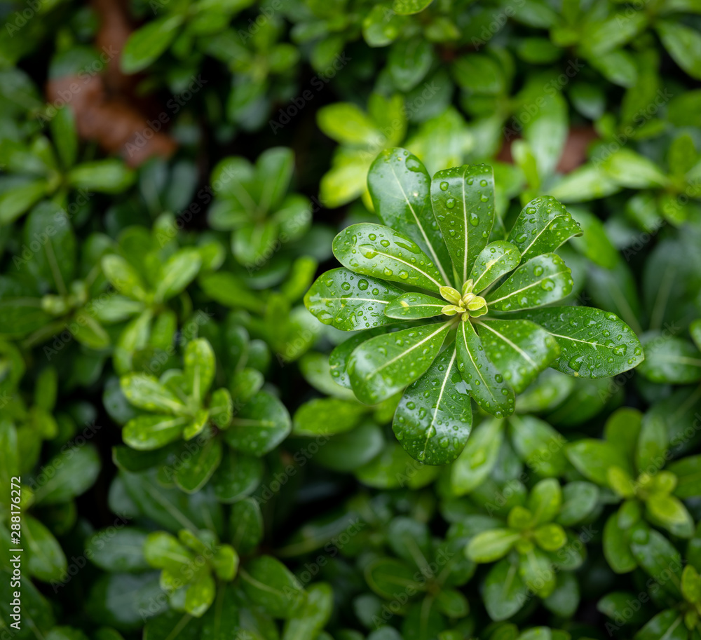 fresh green leaves with water drop fresh green leaves with water drop