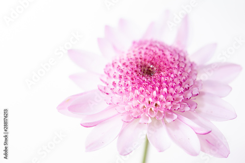 Chrysanthemum bright pink flower. On white isolated background with clipping path. Closeup no shadows. Garden flower.