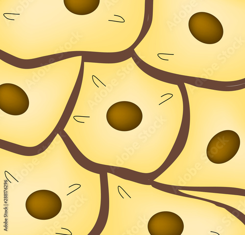 epithelium. squamous, cubic, ciliated, glandular. Set. Infographics. Vector illustration.